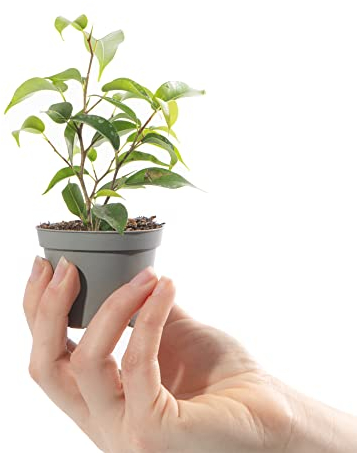 Baby Weeping Fig Plant - Ficus Benjamina Natasja Small Indoor Houseplant in 6cm Pot | Mini Houseplant with Bushy Foliage | for Home and Office | Grow Your Own Baby Plants