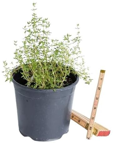 Planta Viva del Tomillo Thymus Planta para Huerto y Jardín