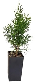 Planta Arbustiva - THUJA - Seto Natural - Maceto de 17cm
