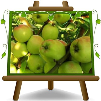 EURO PLANTS VIVAI Melo Limoncella Pianta da Frutto Antico su Vaso da 20 Max 170 cm - 2 Anni