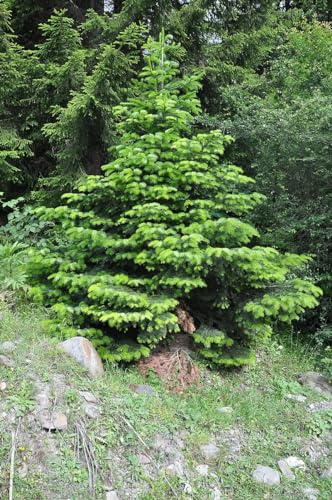 30 Abies nordmanniana Samen (Nordmanntanne) – Immergrüne, Frostharte Konifere – Ideal für Garten, Bonsai oder Weihnachtsbaum
