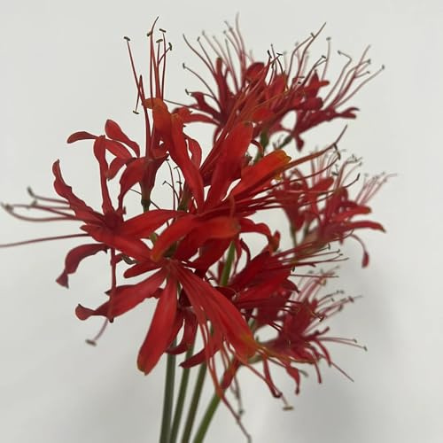 giglio ragno - Lycoris Radiata Copertura resistente bulbi di resistenti balcone decorazione balconi massiccio giardino 3pcs