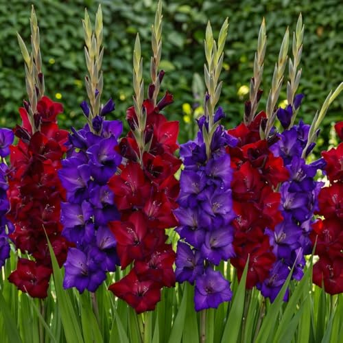 Gladioles Bulbes Pourpre Rouge Collection - 20 Bulbes de Fleurs à Planter Exterieur - Plantes Vivaces Exterieur - Rustique - Naturelle Plantes de Hollande (pas de graines, non artificiels)