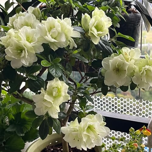 semi di rododendro - giardino, selvatici, perenni, resistenti all'inverno azalea aiuola rialzata con primaverili sul balcone 85pcs