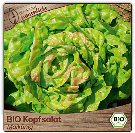 Samenliebe BIO Kopfsalat Samen alte Sorte Maikönig butterzarter Wintersalat Salat grün rot 500 Samen samenfestes Gemüse Saatgut für Gewächshaus Freiland und Balkon BIO Gemüsesamen