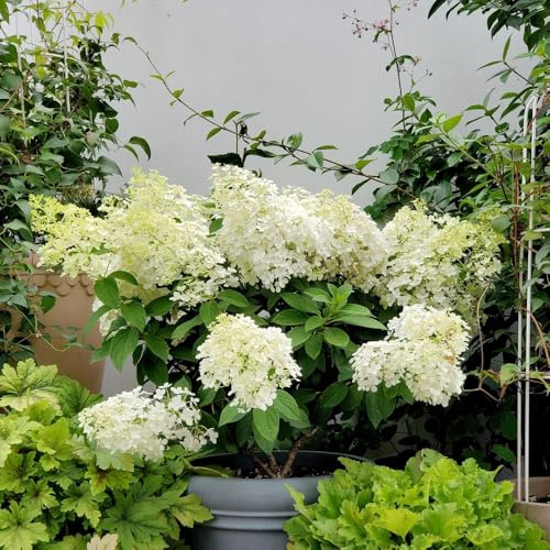 semi di ortensia a pannocchia, giardino interno resistenti in vaso per l'arredamento dell'ufficio biologiche recisi 40pcs