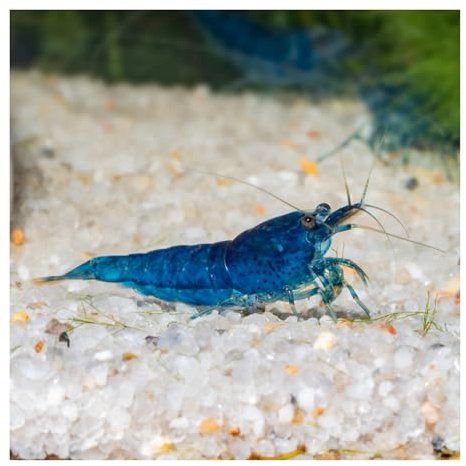 10 x Blue Velvet Zwerggarnele, Blaue Garnele Neocaridina davidi | kräftig blaue Garnele aus deutscher Zucht, für Süßwasser, Nano-Aquarium, pflegeleicht, Einsteigergarnele, Aquariumgarnele