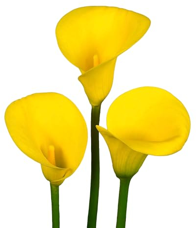 Bulbes de Callas 6 x 'Golden Radiance' - The Bulb Farmers - Été - Cultivé aux Pays-Bas -Bulbes de Callas -Bulbes à fleurs