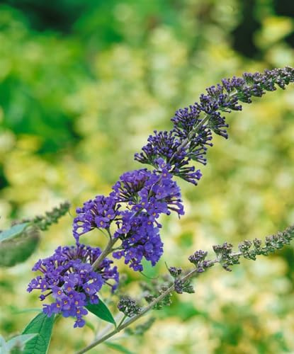 Schmetterlingsflieder Buddleja davidii Ellen's Blue 40-60 cm winterhart