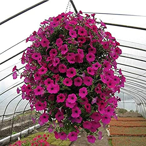 semi di fiori di petunia pendenti viola