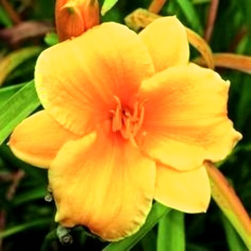 Taglilie (Hemerocallis) – eine sehr dekorative Staude – eine gute Wahl für sonnige Blumenbeete-15zwiebeln-D