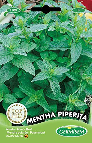 Germisem Pfefferminze MENTHA PIPERITA, mehrfarbig, EC1109