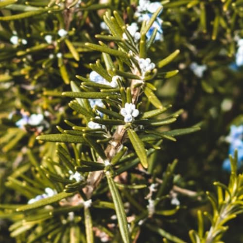 Rosemary Seeds - 50 Fresh Rosemary Herb Seeds – Plant and Grow Your Own Herbs Ideal for Greenhouse, Garden, Polytunnel, Growbags, Large Pots or Containers - Packed in The UK by Meldon Seeds