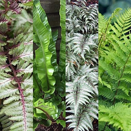 3 x Outdoor Fern Collection Mix - Hardy Varities and Colours - Athyrium - Asplenium Plants