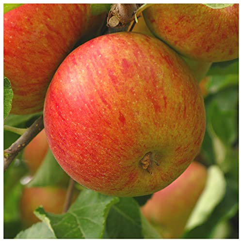 'Lord Lambourne' Apple Tree 4-5ft, 6L Pot, Ready to Fruit,Good for Juicing 3fatpigs®