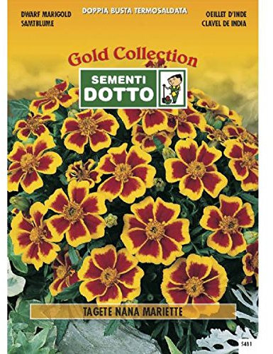 Semi di TAGETE Nana Marietta - h cm 25