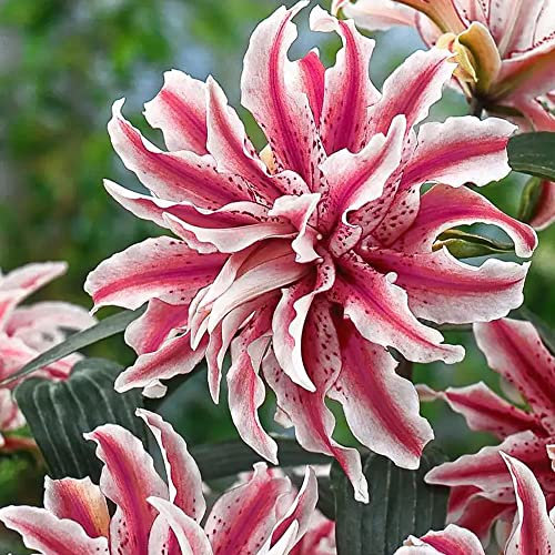 2 x Lilium Double Oriental – Summer Flowering Bulbs – Perennials – for Your Beautiful Garden (2 x Lilium Double Oriental Magic Star)