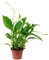Einblatt weiß - pflegeleichte Zimmerpflanze, Spathiphyllum Yess - Höhe ca. 15 cm, Topf-Ø 6 cm