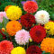 100 semillas de la dalia - Pompon ~ bellos jardines, flores preciosas, mezcla de color planta de los bonsai
