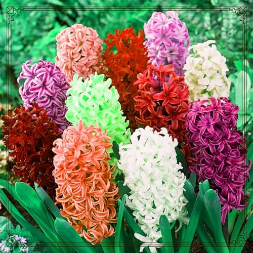 Hyacinth Bulbs Mix Golden Jade Carving Feels Perfect UK Now Simple Planting Perennial Strong Plants That Grow Well