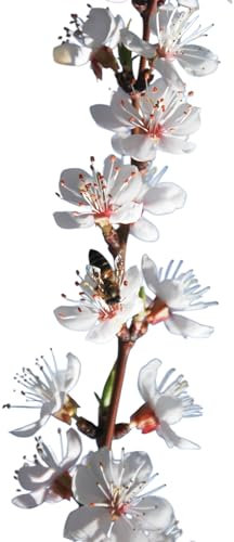 Planta natural Frutal arbol Albaricoque Paviot injertado. Altura 80-100 cm. Albaricoque grande, piel anaranjada con rojo, pulpa firme, dulce y jugosa; madura a finales de junio. Segura Garden