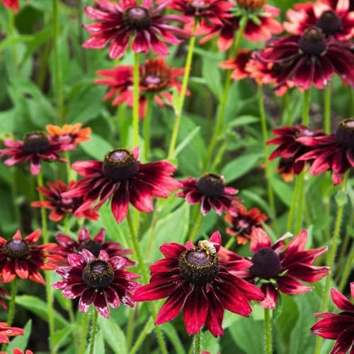 Sonnenhut, Rudbeckia laciniata, blumenwiese garten stauden winterhart mehrjährig gartendeko für draußen 80Samen