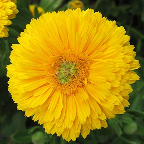 CALENDULA GIALLA A CUORE VERDE NR.200 SEMI