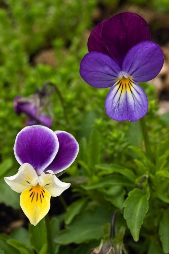 Just Seed British Wild Flower - Wild Pansy - Viola Tricolour - 500 Seeds