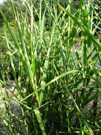 Chinagras Zebragras Miscanthus sinensis Zebrinus Solitär im 10 Liter Pflanzcontainer