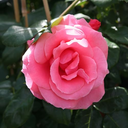 Kletterrose Lawinia in Rosa-Pink - Kletter-Rose winterhart & duftend - Pflanze für Rankhilfe wurzelnackt/Wurzelware von Garten Schlüter - Pflanzen in Top Qualität