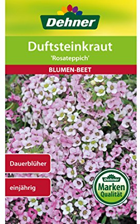 Dehner Blumen-Saatgut, Duftsteinkraut Rosateppich, 5er Pack (5 x 0.7 g)