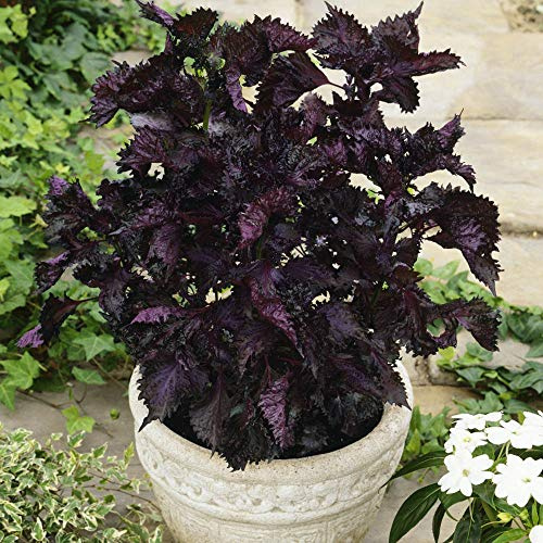 Outsidepride 2000 Seeds Annual Perilla Frutescens Beefsteak Plant Herb Garden Seeds for Planting