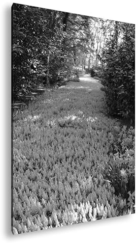 deyoli Chemin des jacinthes de raisin - Format : 75 x 50 cm - Effet : noir/blanc - Impression numérique de qualité supérieure avec cadre en bois véritable