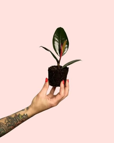 Bebé Ficus Elástica Robusta | Comprar Online | Pur Plant