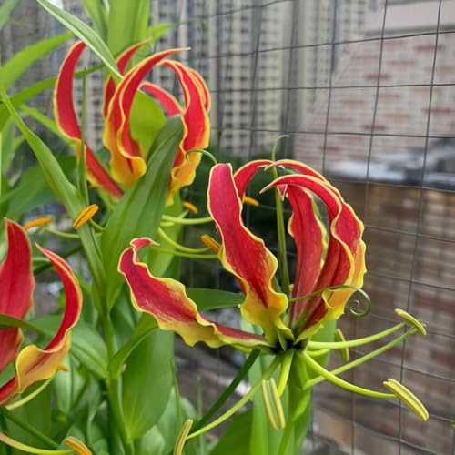 7Bulbos de lirio fuego perennes, ación temprana gloriosa superba, resistentes balcón al exterior