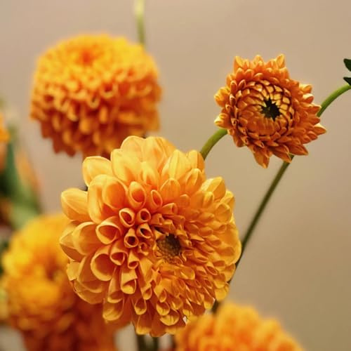 tuberi di dalia - d'appartamento esotiche giardino interno balcone 2pcs