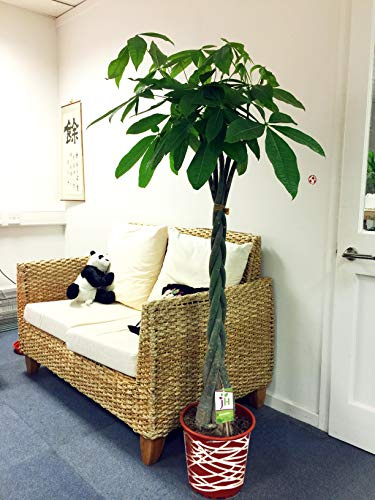 Large Traditional Evergreen House Plants in Pot with Metallic Interweave Line Decoration - Lucky Money Tree, Pachira Aquatica Glabra