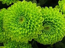 Genipap 20 semi di crisantemo verde