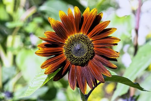 50 Samen Sonnenblume Velvet Queen Samtkönigin Sonnenblumensamen wundervolle rot-braune Blüten