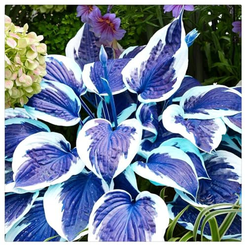 Excellent Display,Cut Flowers, Hosta Bulbs for Planting, Wedding Flowers, Natural Organic,Good for Containers-6 Bulbs-E