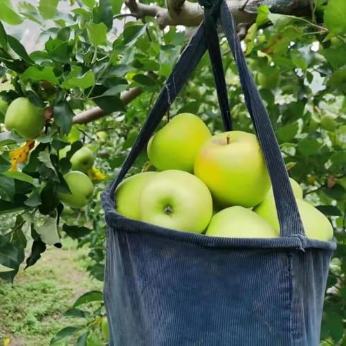 äpfel obstpflanzen exotische obstbaum winterharte stauden garten bio garten balkonpflanzen winterhart dekopflanzen spalierobst kübelpflanzen 200samen