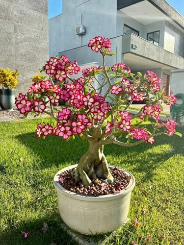 Exquisita rosa del desierto,sin necesidad de mantenimiento,Fragante y de fácil cuidado,Ecologización-Variedad Muy Rara -1 rizoma-B