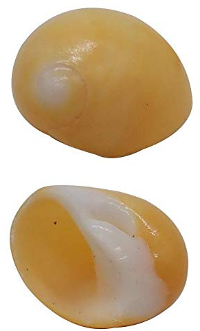 Coquille de mer naturelle. Lot de 2 coquillages de crabe ermite for la croissance des coquillages de mer Turbo, fournitures de décoration for la maison, 0,78 à 1,57 pouces
