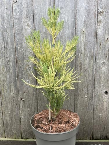 Giant Redwood 'Vida Magical Mystery' | Rare Yellow-Foliaged Sequoiadendron giganteum | Unique Golden Conifer