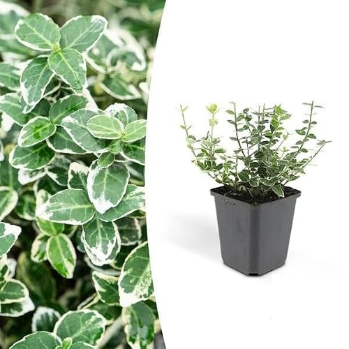 Trendyplants - Euonymus 'Emerald 'n Gaiety' - Fusain japonais - 6 pièces - Rustique - Hauteur 10-20cm - Taille du pot Ø9cm