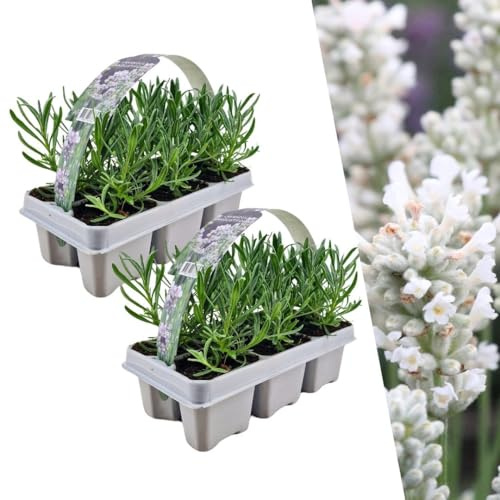 Lavanda angustifolia bianca | 12 pezzi - 15cm - Ø7cm - Pianta da giardino - Multideal