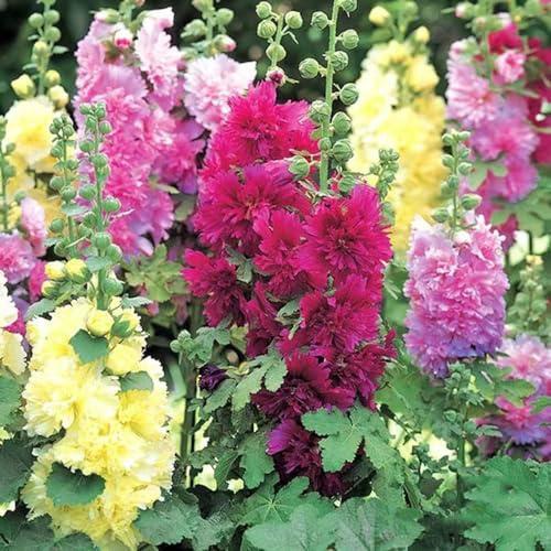 malvas reales - cama elevada malva real, Alcea rosea orgánicas silvestres del jardín pleno sol 500Semillas