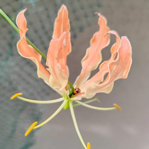 Bulbi di giglio fiammeggiante, d'appartamento esotiche rialzata di primaverili balcone, estivi bulbi varietà antiche biologiche rare 2pcs