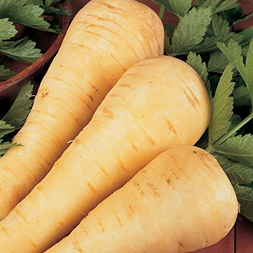 Parsnip Vegetable Seeds Grow Your Canker Resistant Crop for Garden & Allotment Approx 300 Seeds 1 x Finished Packet by Thompson & Morgan
