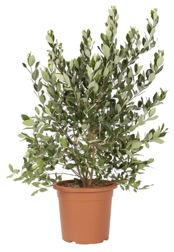 KENTIS - Feijoa Acca Sellowiana - Echte Obstpflanzen für den Außenbereich - Immergrüne Gartenpflanze - H 100/125 cm Kulturtopf Ø 24 cm